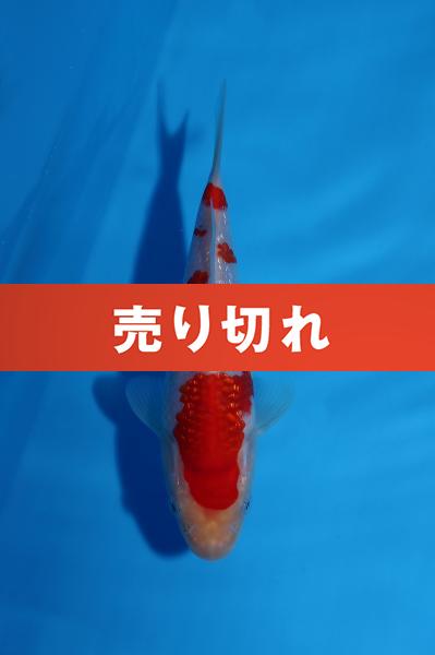 銀鱗紅白　16㎝