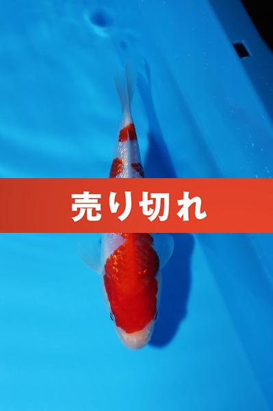 銀鱗紅白　17㎝