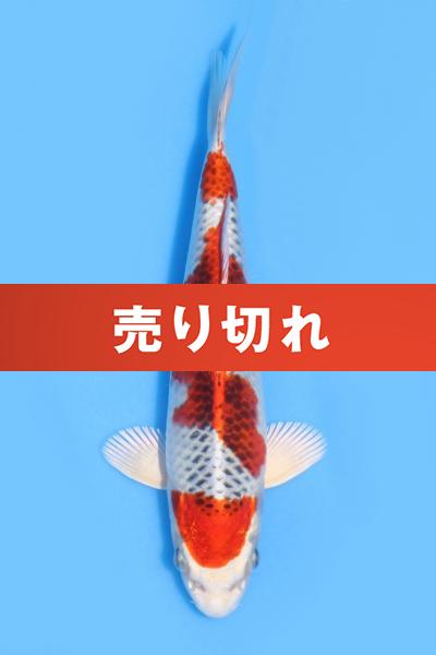孔雀　　21㎝