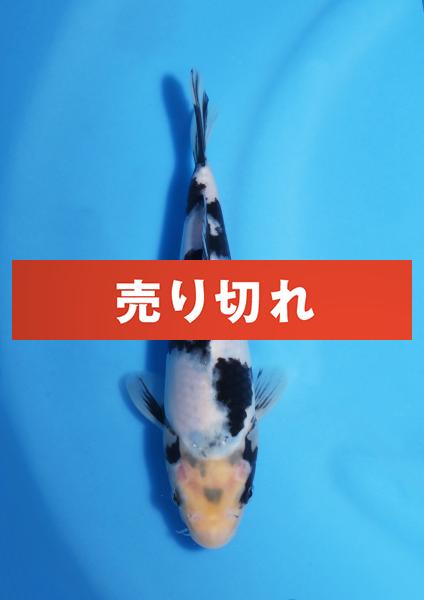 白写り　22㎝