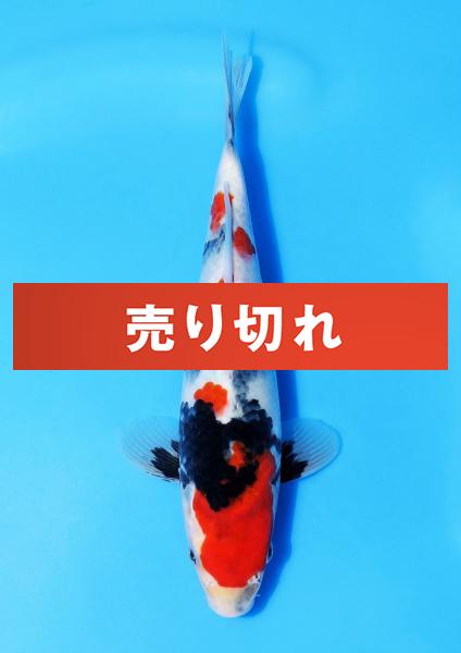 昭和　24㎝