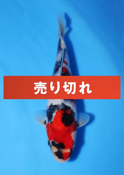 昭和　29㎝