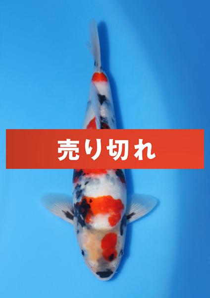 昭和　30㎝