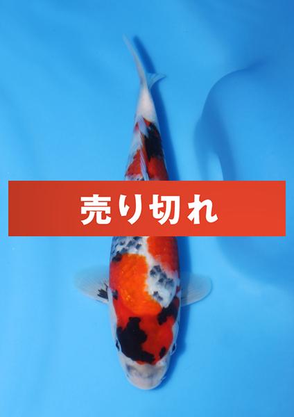 昭和♀　28㎝