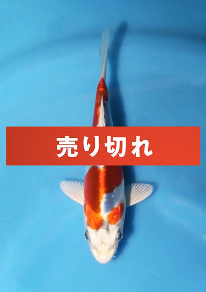輝黒竜 錦鯉通販販売 仙助 輝黒竜 錦鯉通販販売 仙助