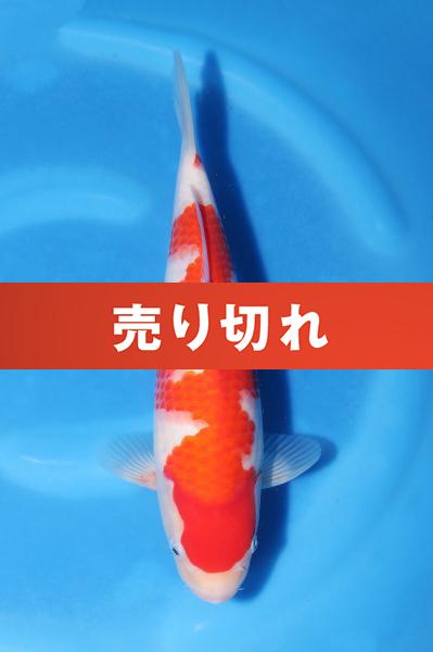 紅白　　27㎝