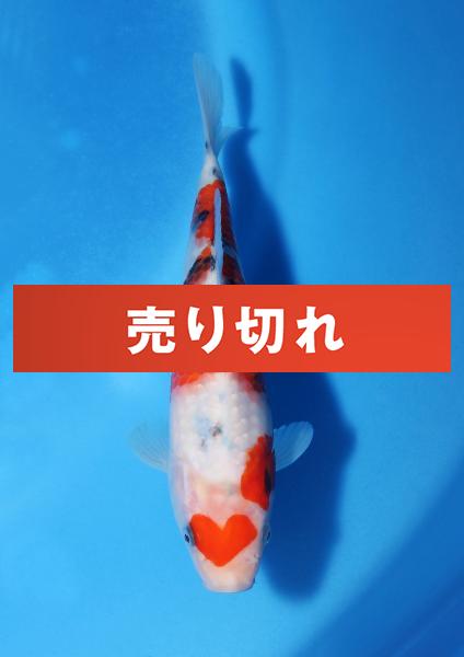 大正三色　21㎝