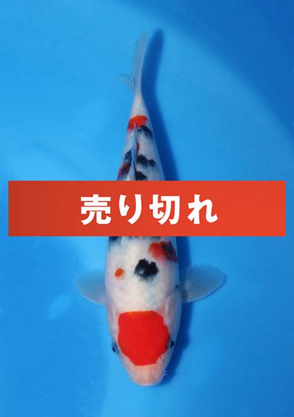 大正三色　23㎝