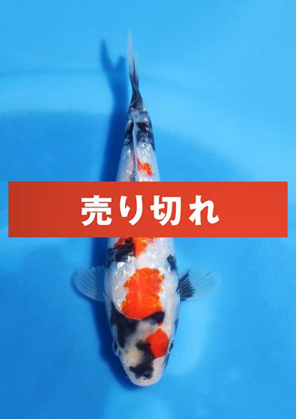 銀鱗昭和　21㎝