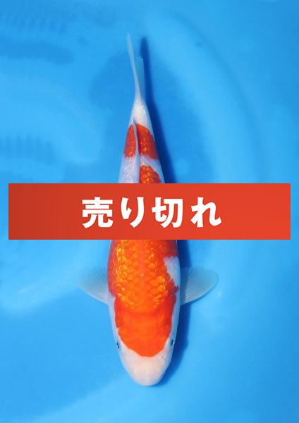 銀鱗紅白　23㎝