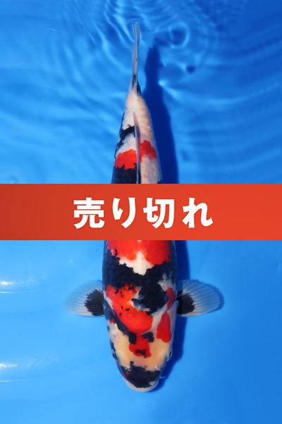 昭和　34㎝