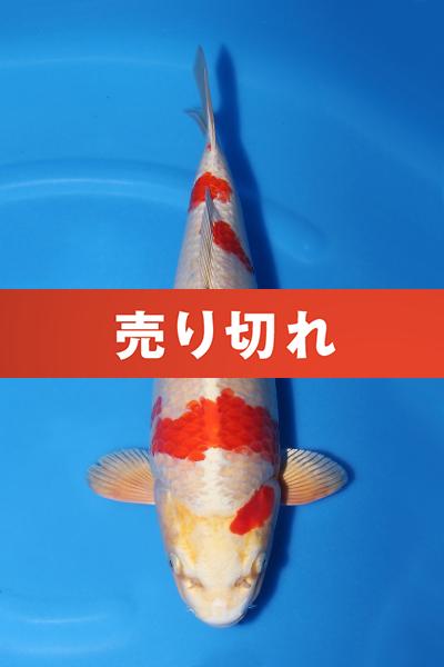 桜黄金♀　　39㎝