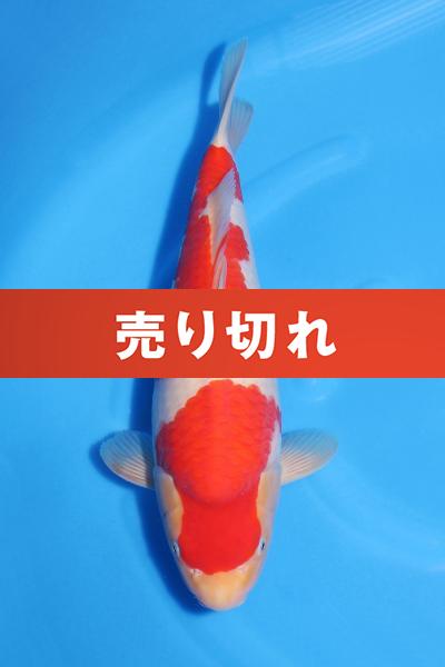 紅白♀　　41㎝
