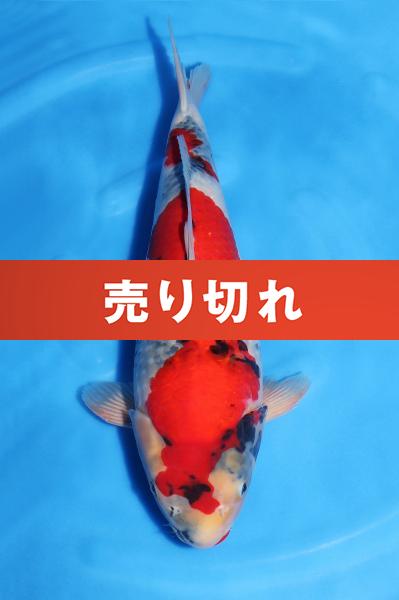 昭和♀　　42㎝
