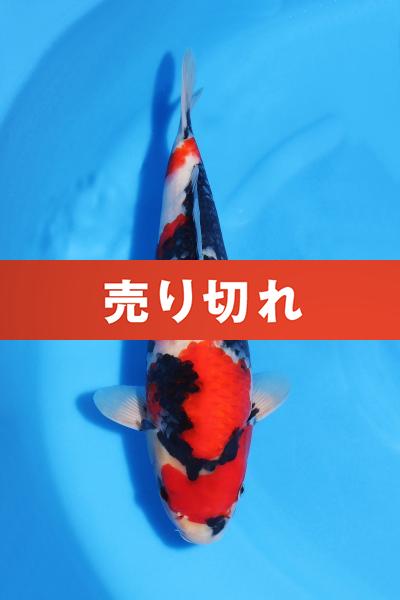 昭和♀　　38㎝