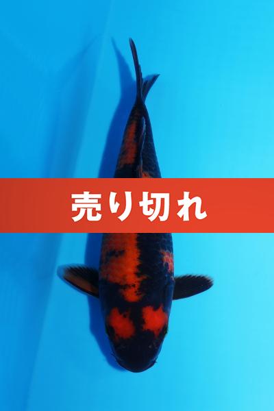 緋写りNo16 20㎝