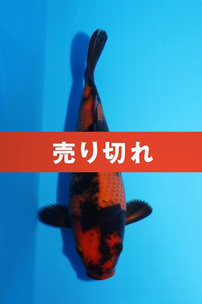 緋写りNo14　　20㎝
