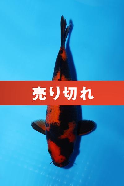 緋写りNo13　　20㎝