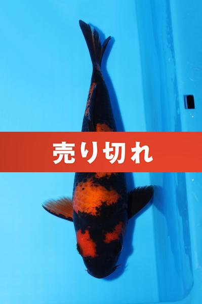 緋写りNo12　　21㎝