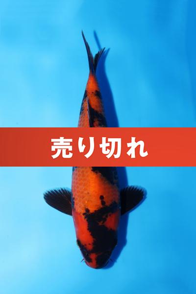 緋写りNo11　　20㎝