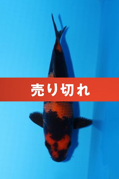 緋写りNo5　　19㎝