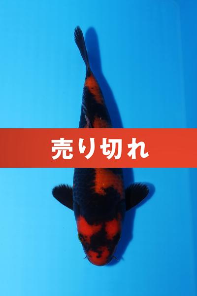 緋写りNo3　　19㎝