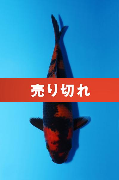 緋写りNo2　　20㎝