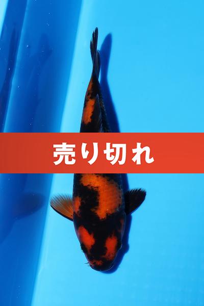 緋写りNo1　　18㎝