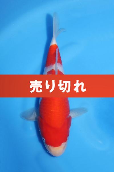 紅白♀　29㎝