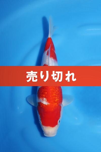 銀鱗紅白♀　28㎝