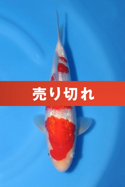 銀鱗紅白　29㎝
