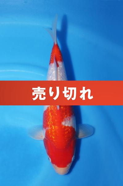 銀鱗紅白♀　29㎝