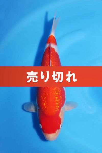 銀鱗紅白♀　31㎝