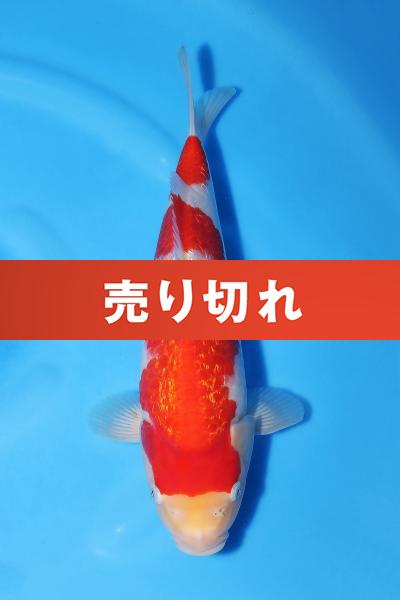 銀鱗紅白♀　30㎝