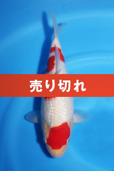 銀鱗紅白♀　29㎝