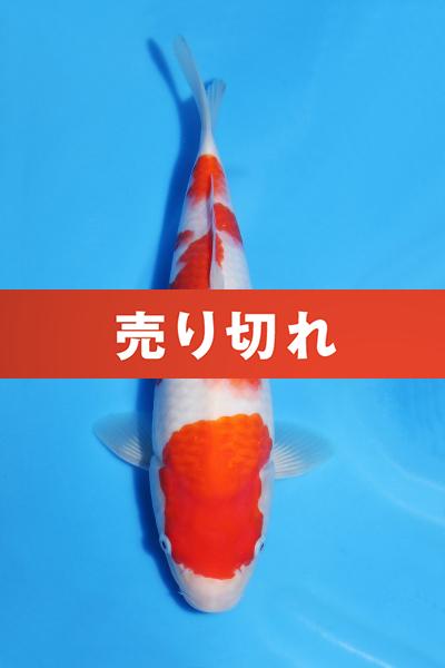 紅白♀　31㎝