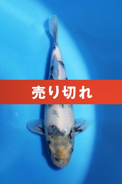 白写り　　25㎝