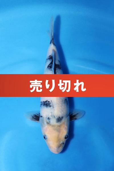 白写り　　24㎝