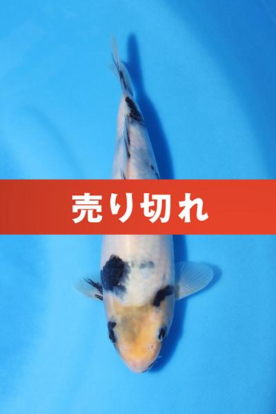 白写り　　20㎝