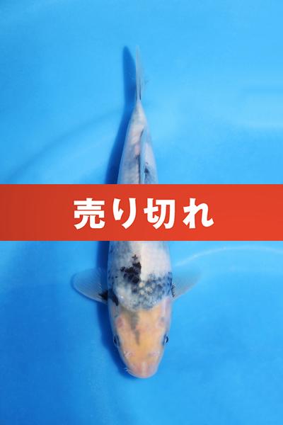 白写り　　20㎝