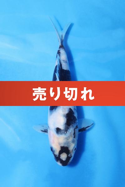 白写り　　20㎝