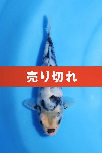 白写り　　20㎝