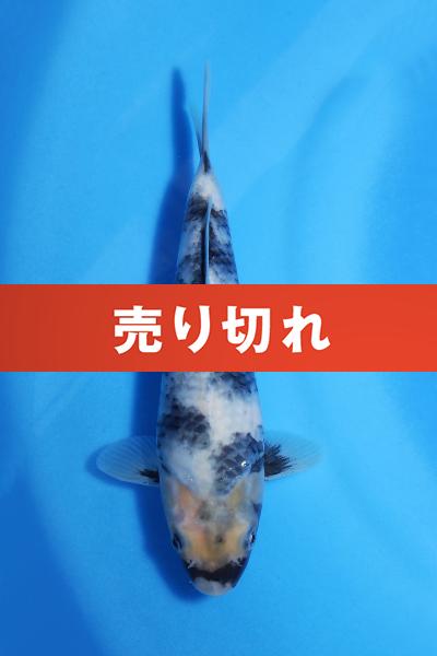 白写り　　20㎝