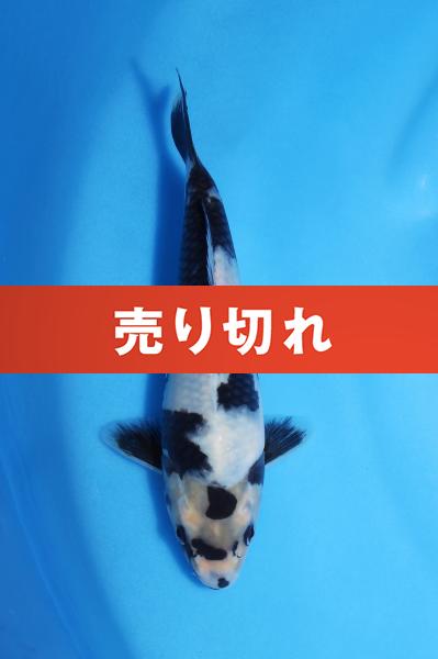 白写り　　19㎝