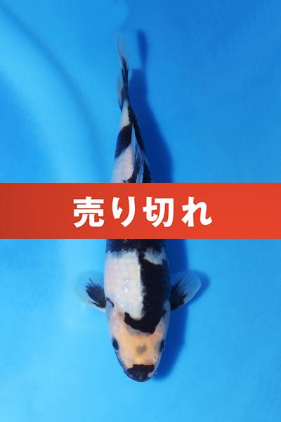 白写り　　19㎝