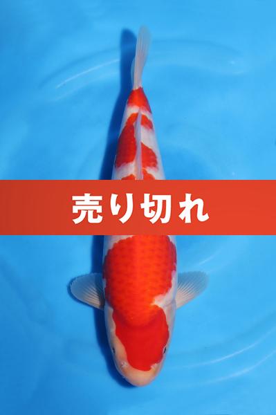紅白　35㎝