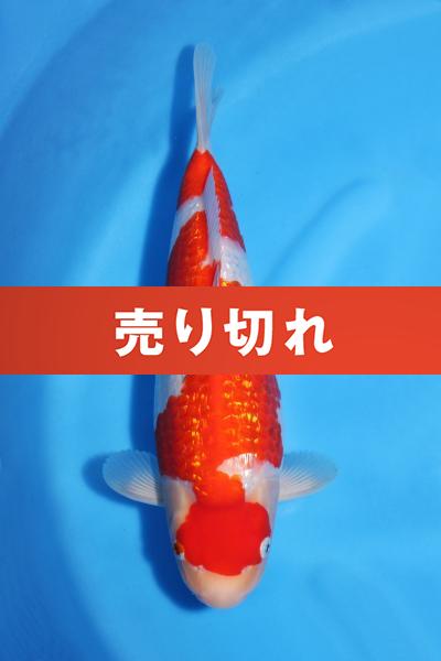 銀鱗紅白　33㎝
