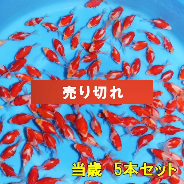 2025年産　 当歳5本セット　予約販売