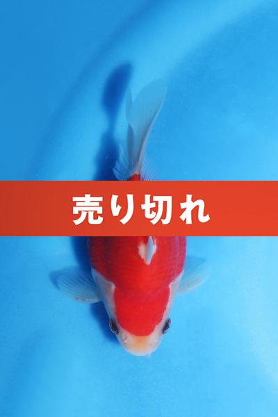 No.14　11cm♂