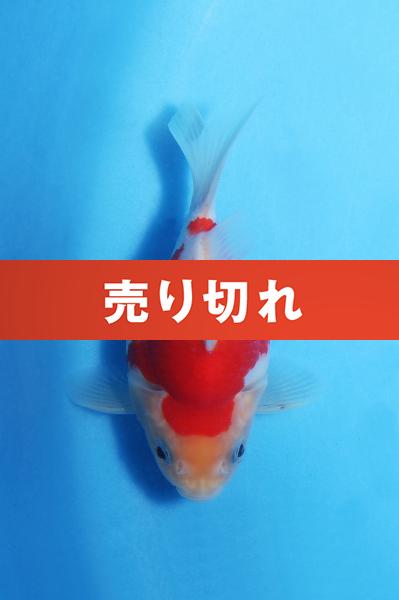 No.13　11㎝♂
